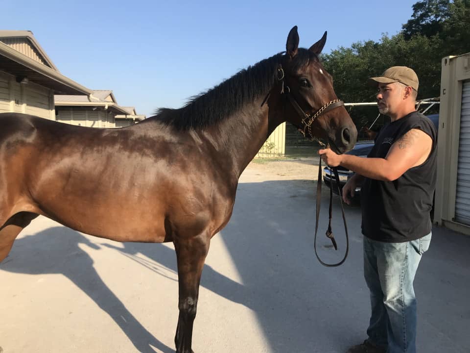 moon a thoroughbred horse for sale 20180713 002