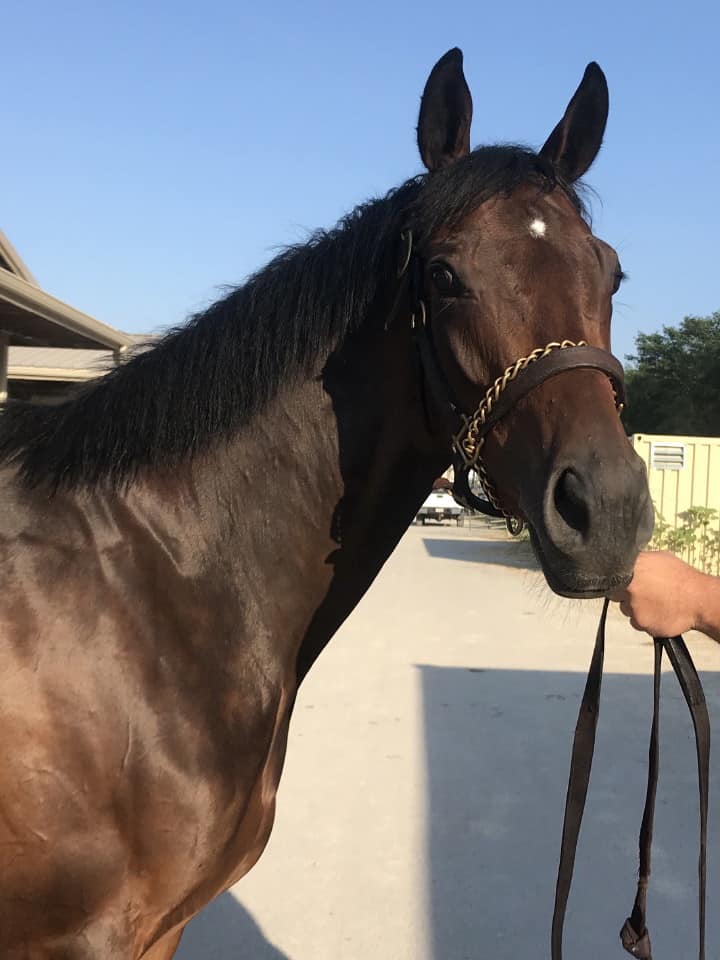 moon a thoroughbred horse for sale 20180713 027