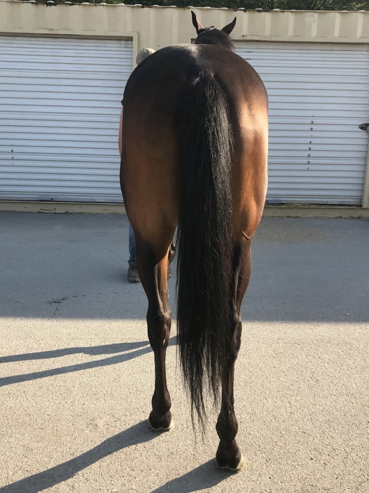 moon a thoroughbred horse for sale 20180713 034