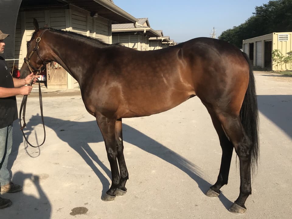 moon a thoroughbred horse for sale 20180713 036