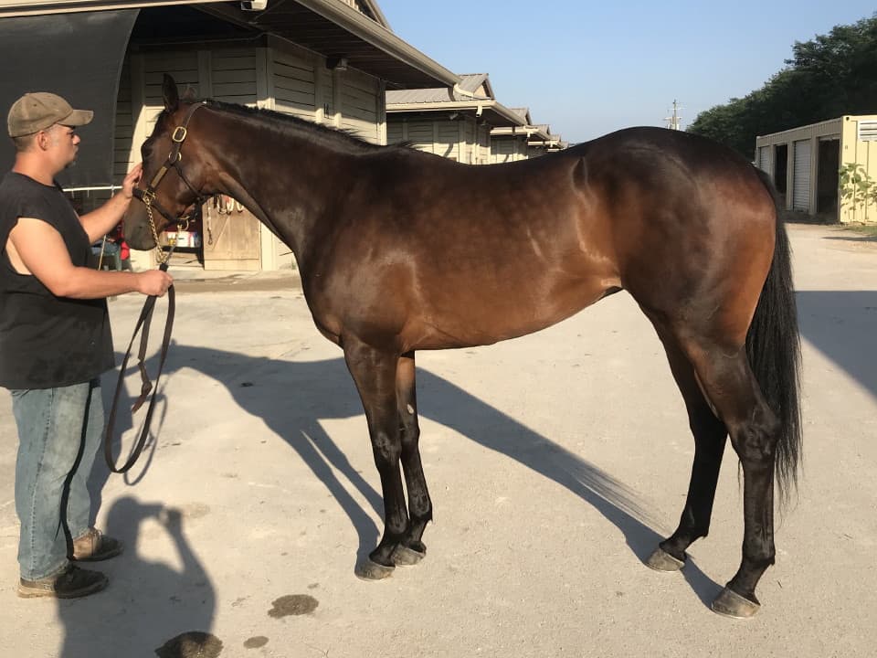 moon a thoroughbred horse for sale 20180713 038