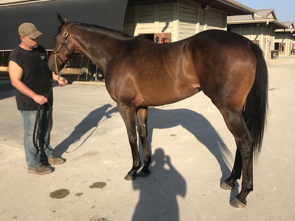 moon a thoroughbred horse for sale 20180713 042