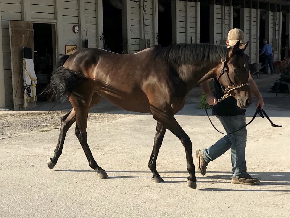 moon a thoroughbred horse for sale 20180713 045