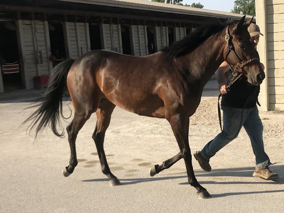 moon a thoroughbred horse for sale 20180713 053
