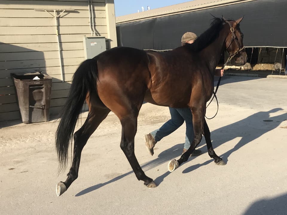 moon a thoroughbred horse for sale 20180713 054
