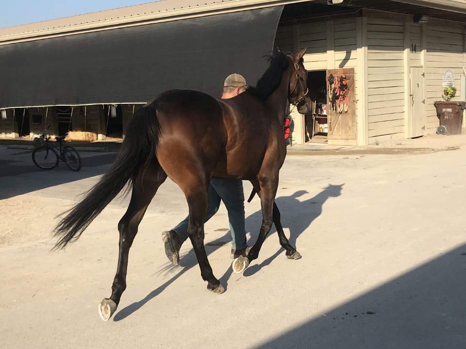 moon a thoroughbred horse for sale 20180713 056