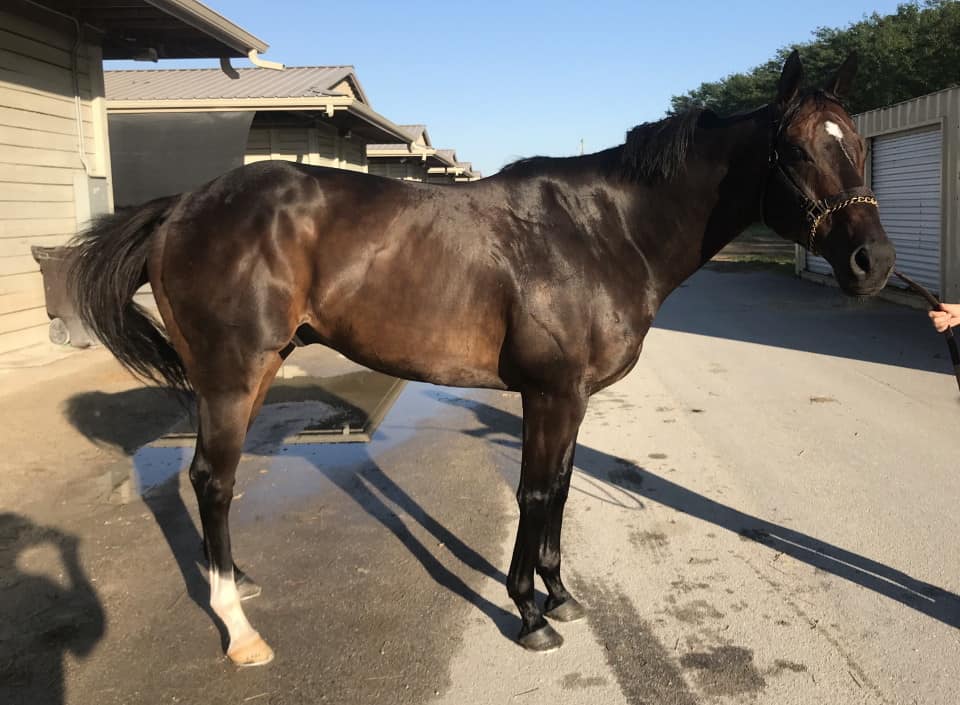 Swear thoroughbred horse for sale 20180727 001 1
