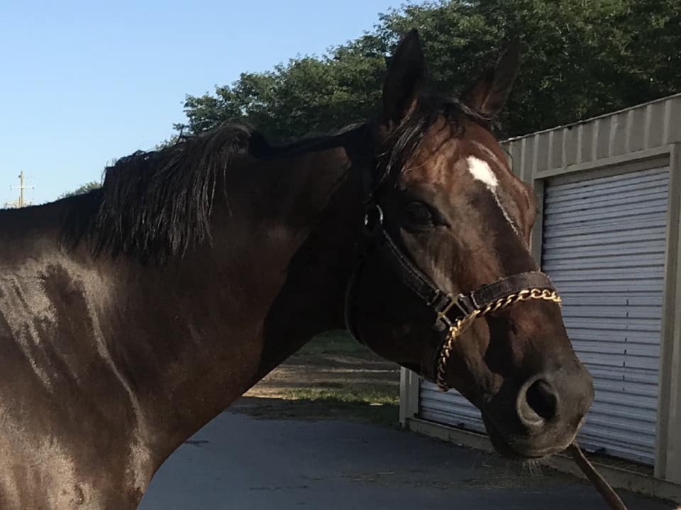 Swear thoroughbred horse for sale 20180727 002 1