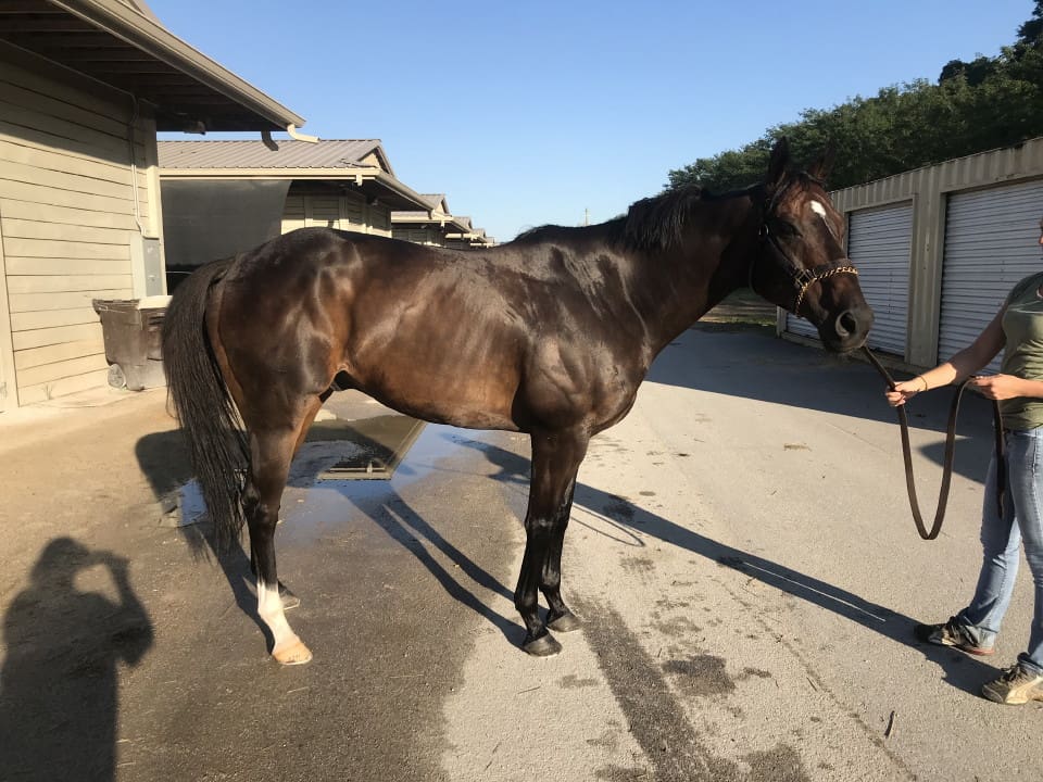 Swear thoroughbred horse for sale 20180727 003 1