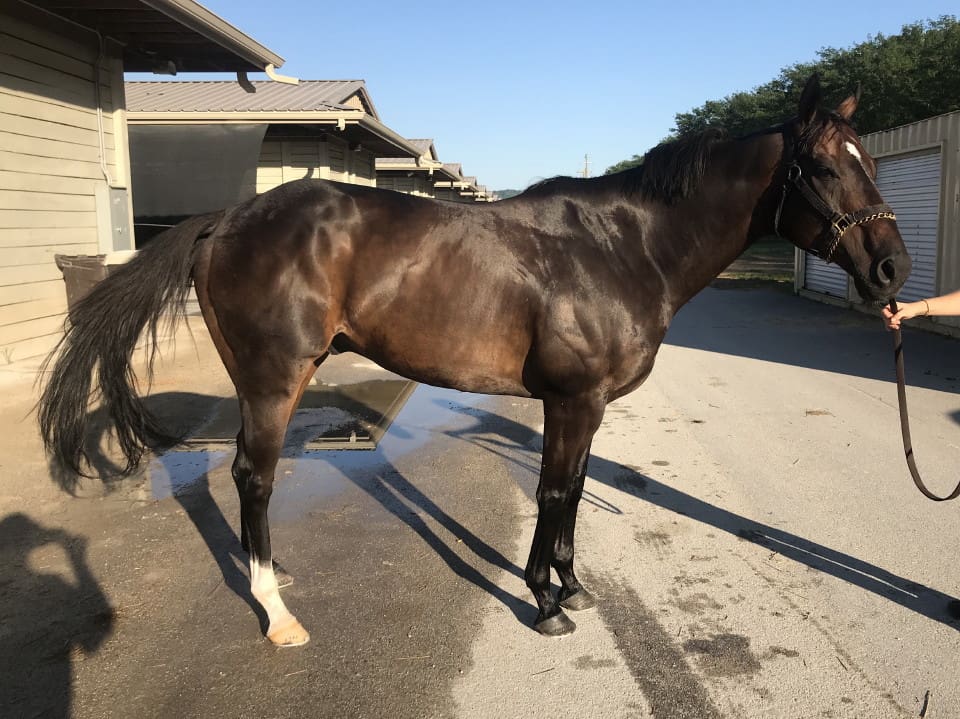 Swear thoroughbred horse for sale 20180727 004 1