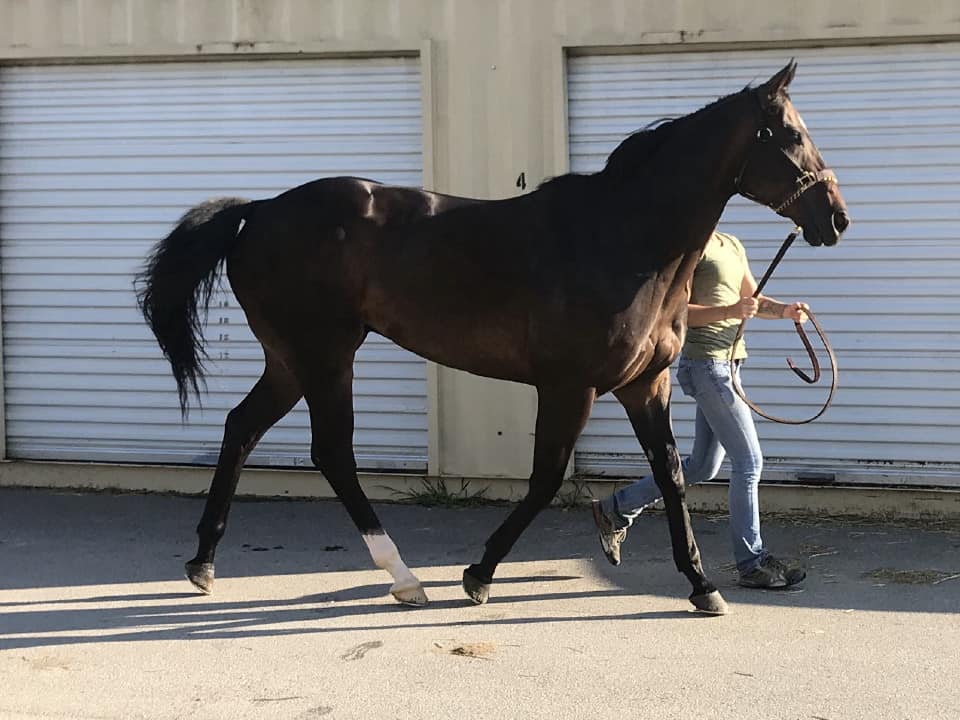 Swear thoroughbred horse for sale 20180727 006 1