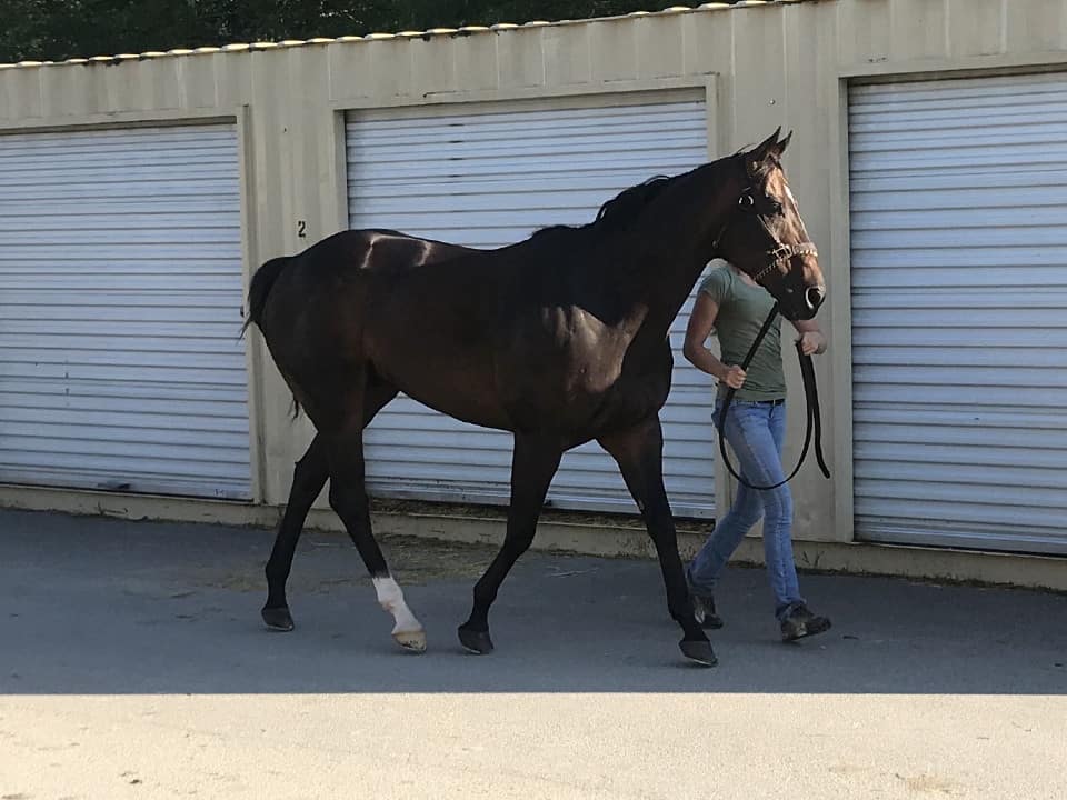 Swear thoroughbred horse for sale 20180727 008 1