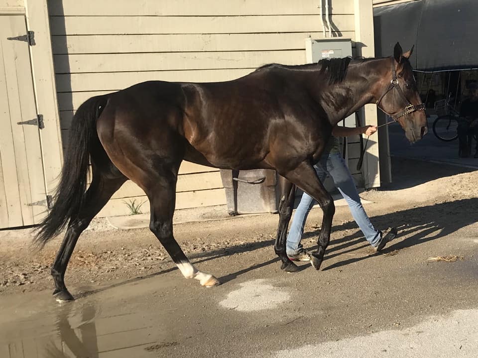 Swear thoroughbred horse for sale 20180727 010 1