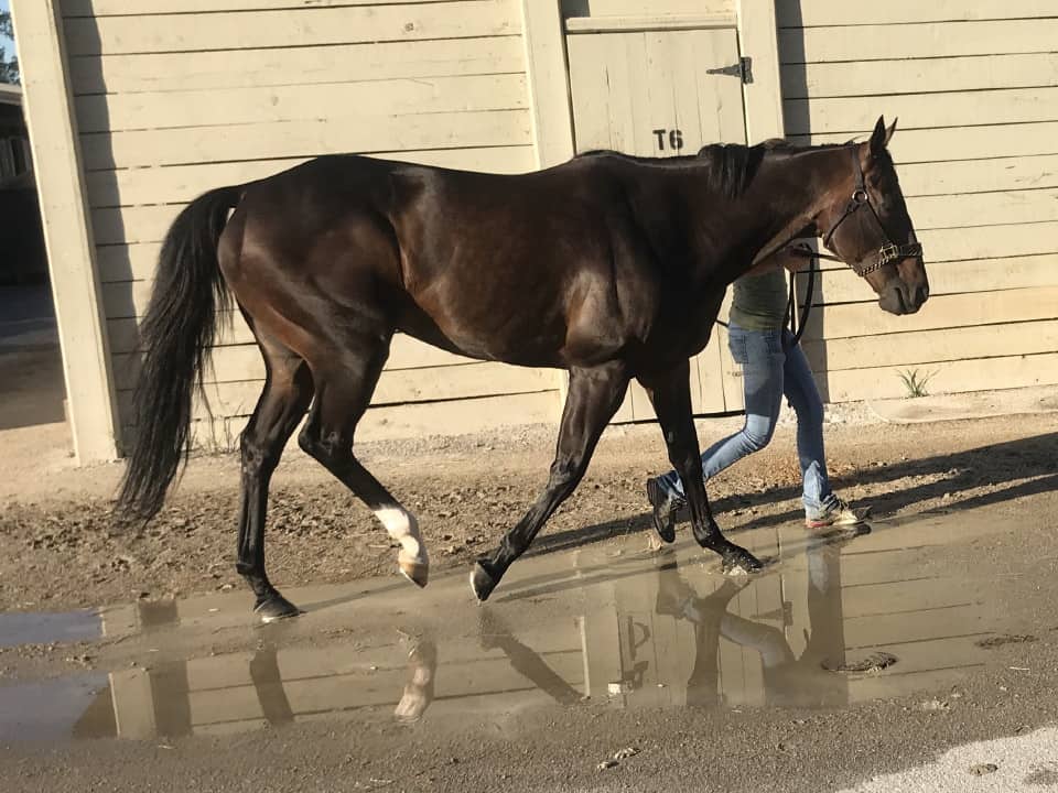 Swear thoroughbred horse for sale 20180727 011 1