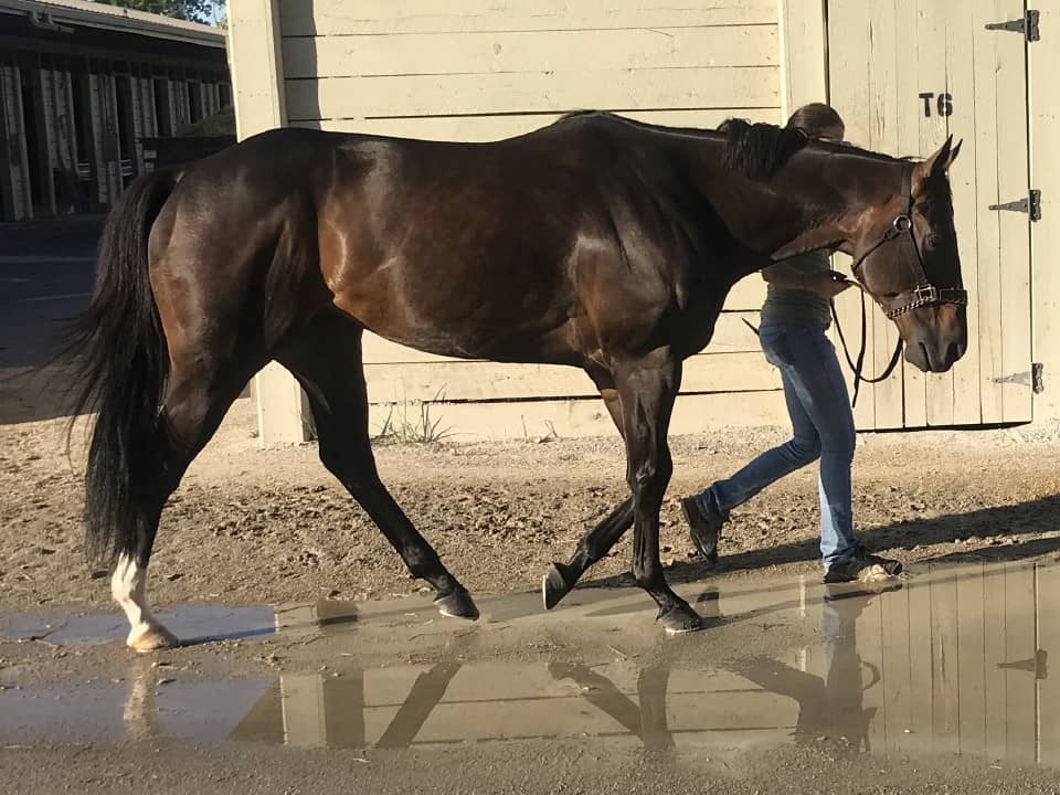 Swear thoroughbred horse for sale 20180727 012 1
