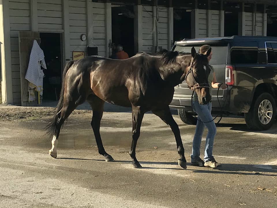 Swear thoroughbred horse for sale 20180727 014 1