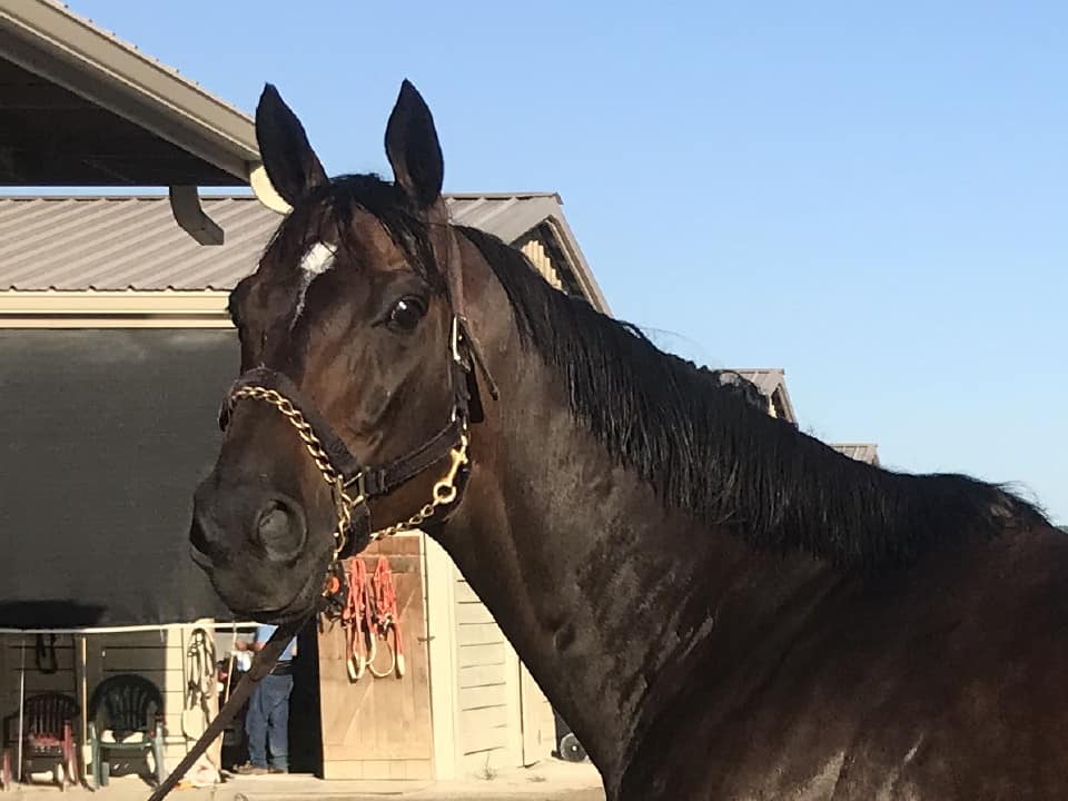Swear thoroughbred horse for sale 20180727 017 1