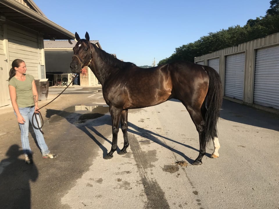 Swear thoroughbred horse for sale 20180727 018 1