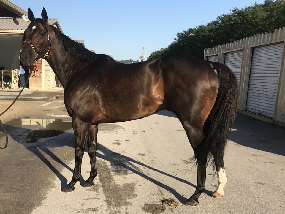 Swear thoroughbred horse for sale 20180727 022 1