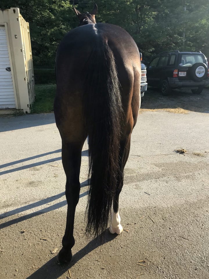 Swear thoroughbred horse for sale 20180727 023 1