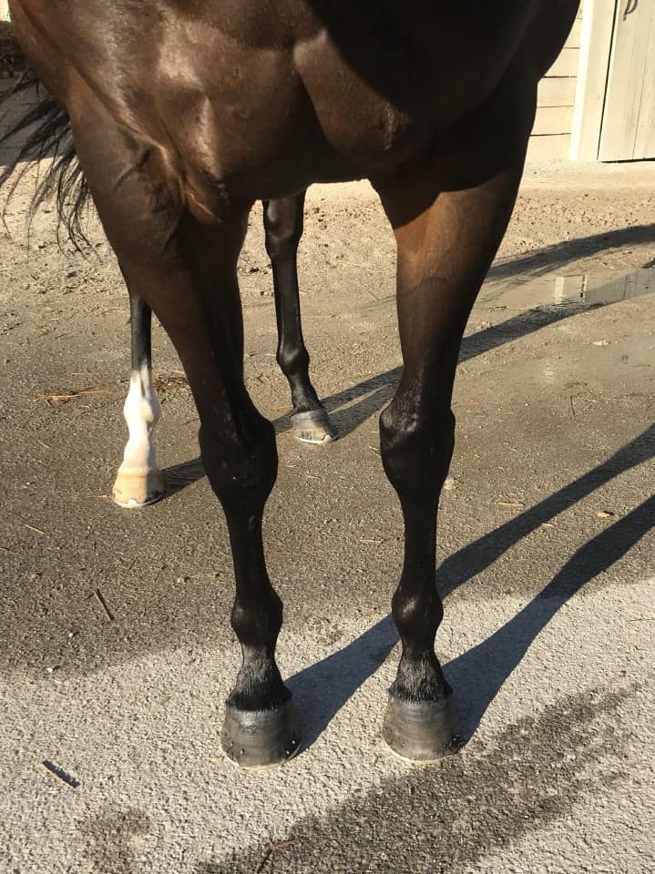 Swear thoroughbred horse for sale 20180727 024 1