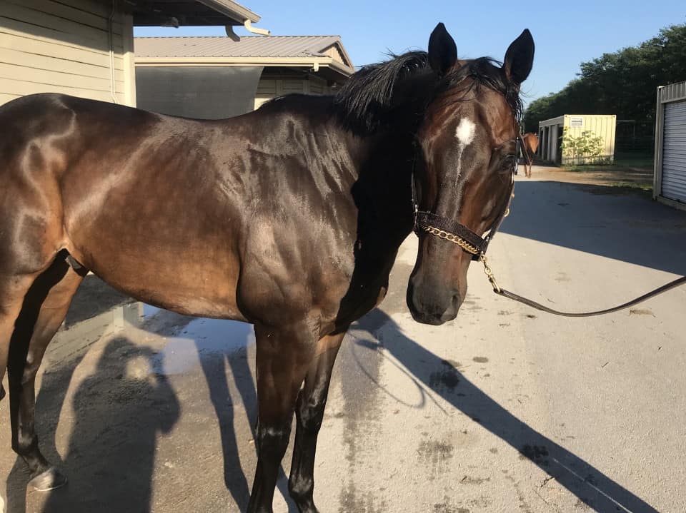 Swear thoroughbred horse for sale 20180727 027 1