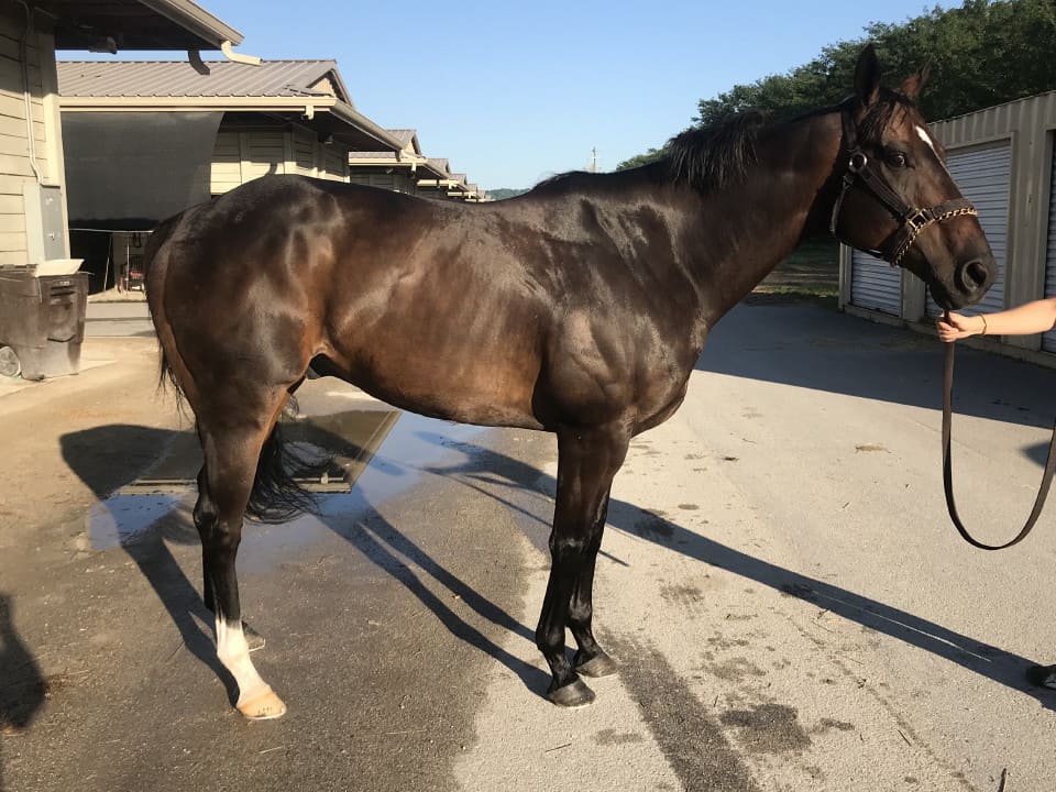 Swear thoroughbred horse for sale 20180727 029 1