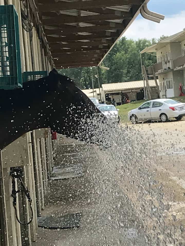 Thoroughbred who loves water