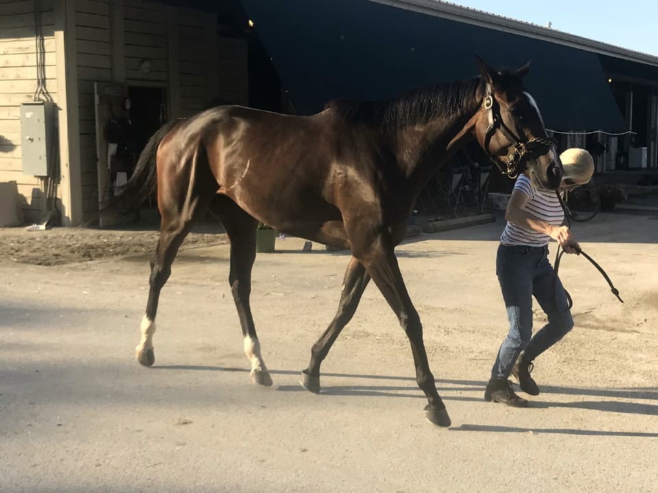 Brilliant Destiny is a 2015 Thoroughbred filly for sale