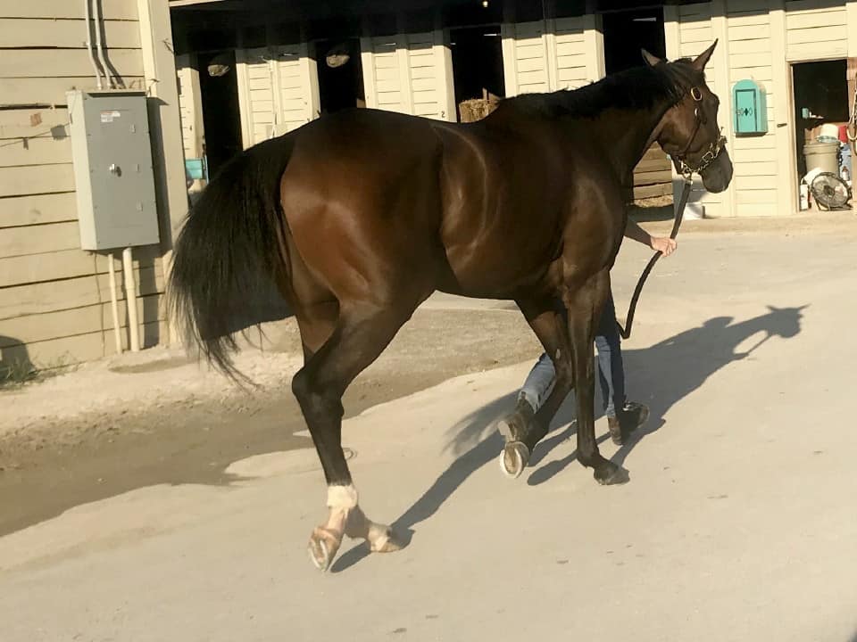 Brilliant Destiny is a 2015 Thoroughbred filly for sale