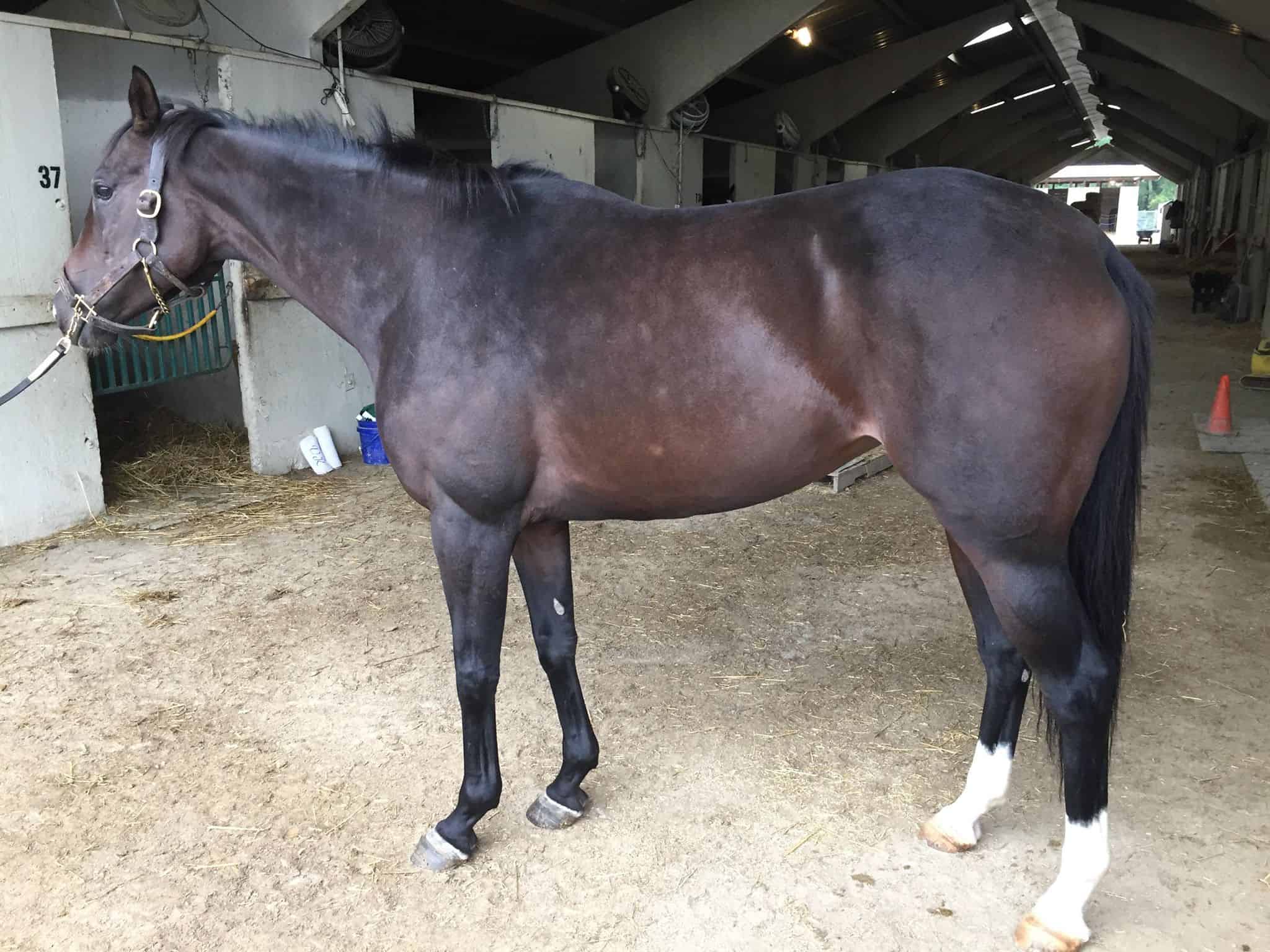 Bogside Thoroughbred Mare For Sale 0004