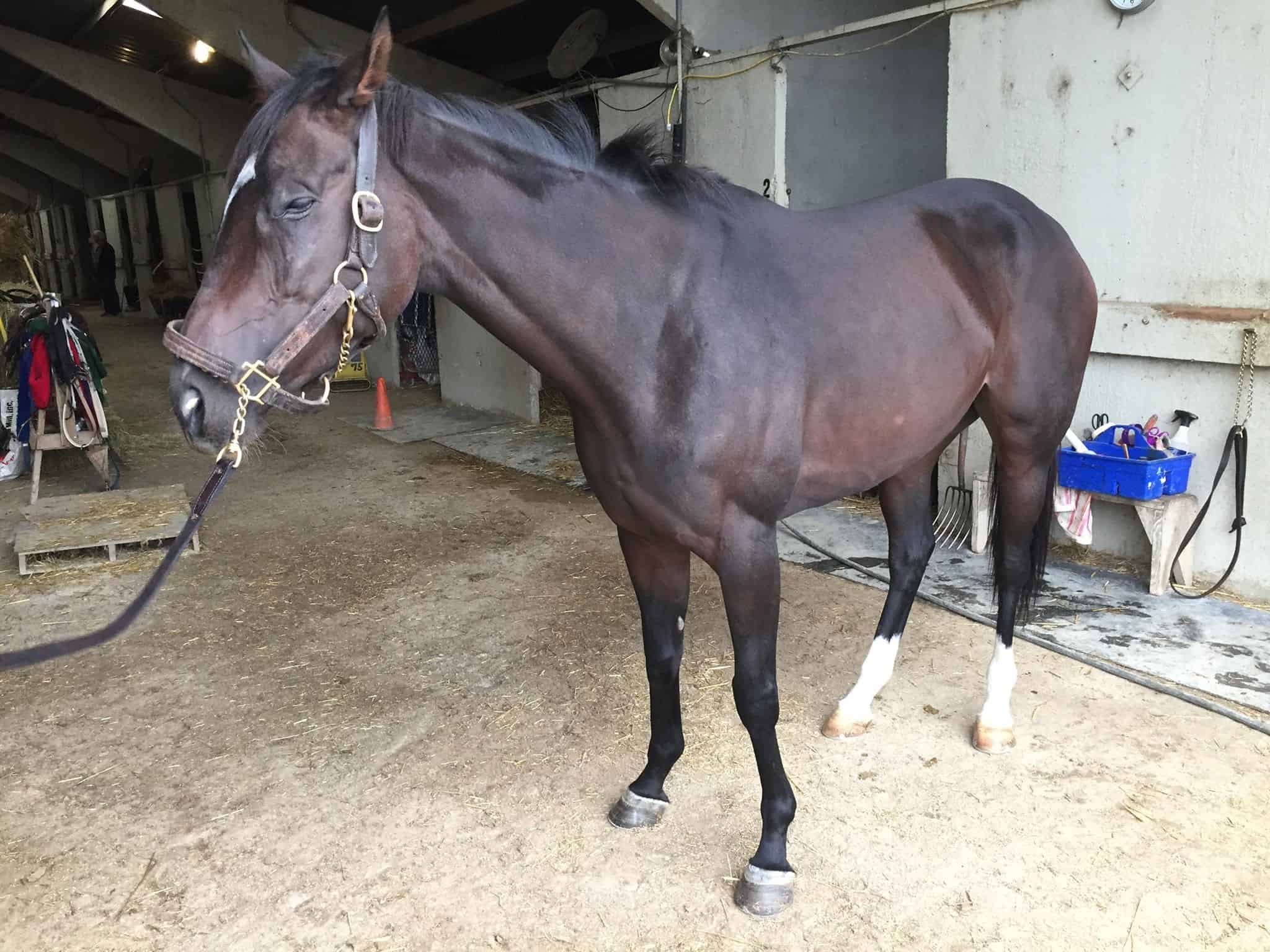 Bogside Thoroughbred Mare For Sale 0007