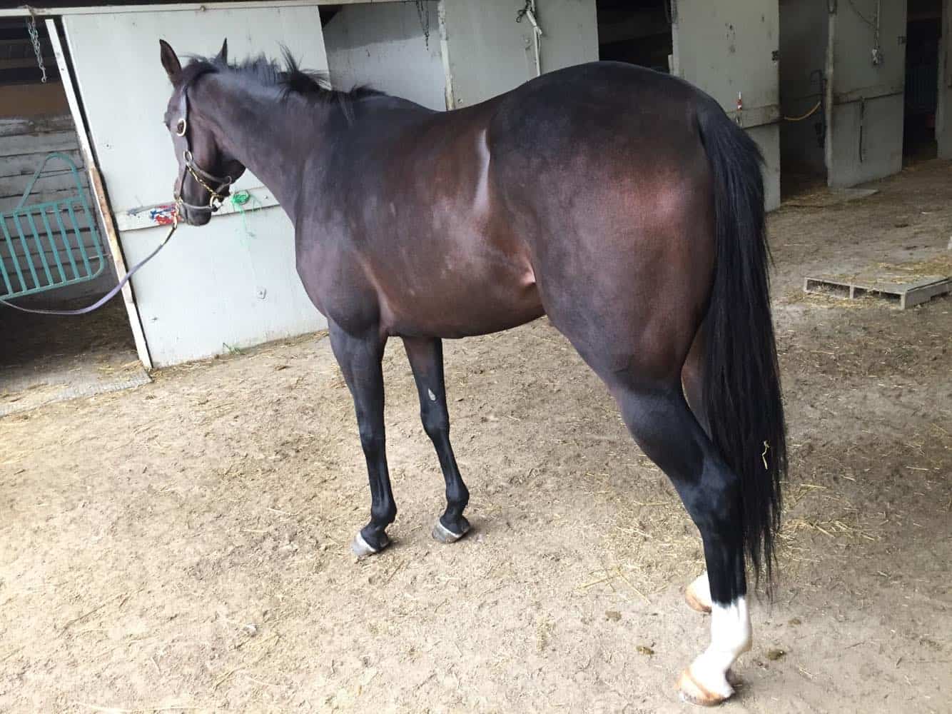 Bogside Thoroughbred Mare For Sale 0010