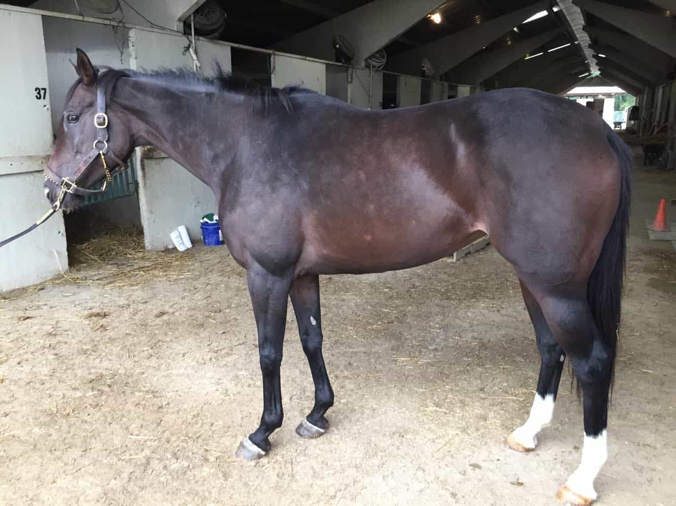 Bogside Thoroughbred Mare For Sale 0022