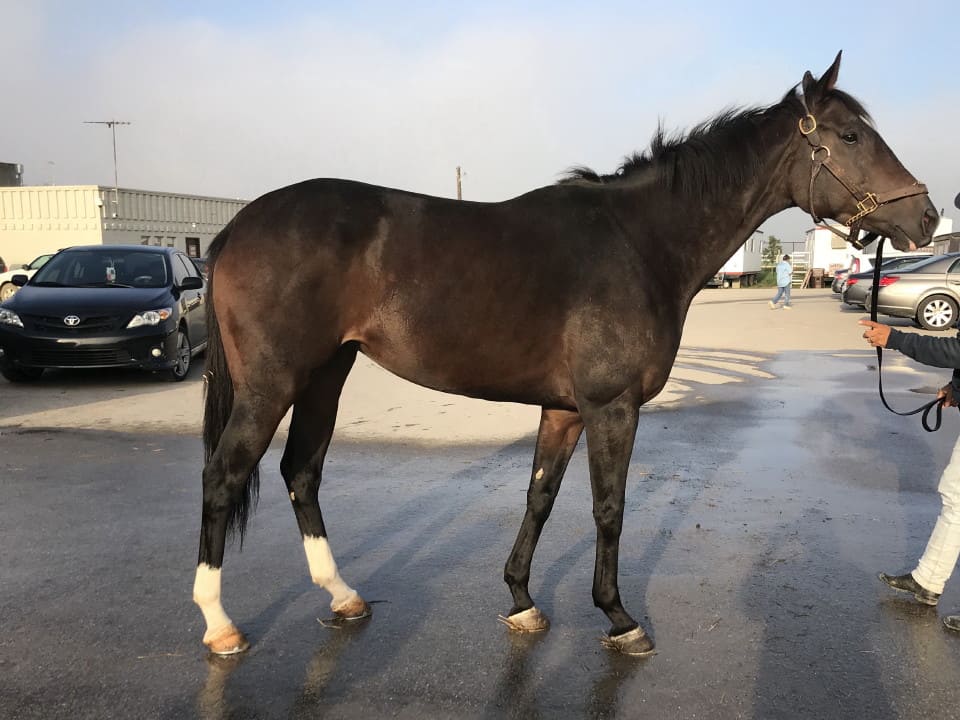 Bogside Thoroughbred Mare For Sale