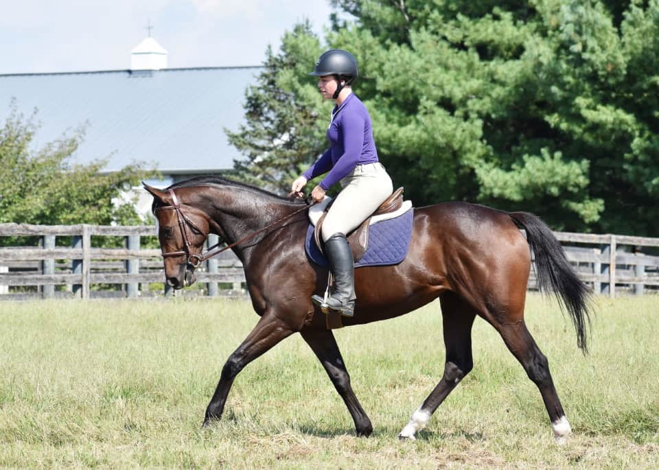 Brilliant Destiny - RRP Eligible Thoroughbred Mare For Sale