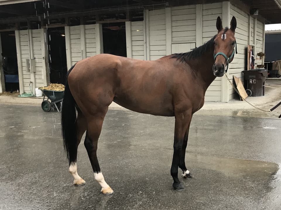 Ranhandle Justice - Thoroughbred Mare For Sale