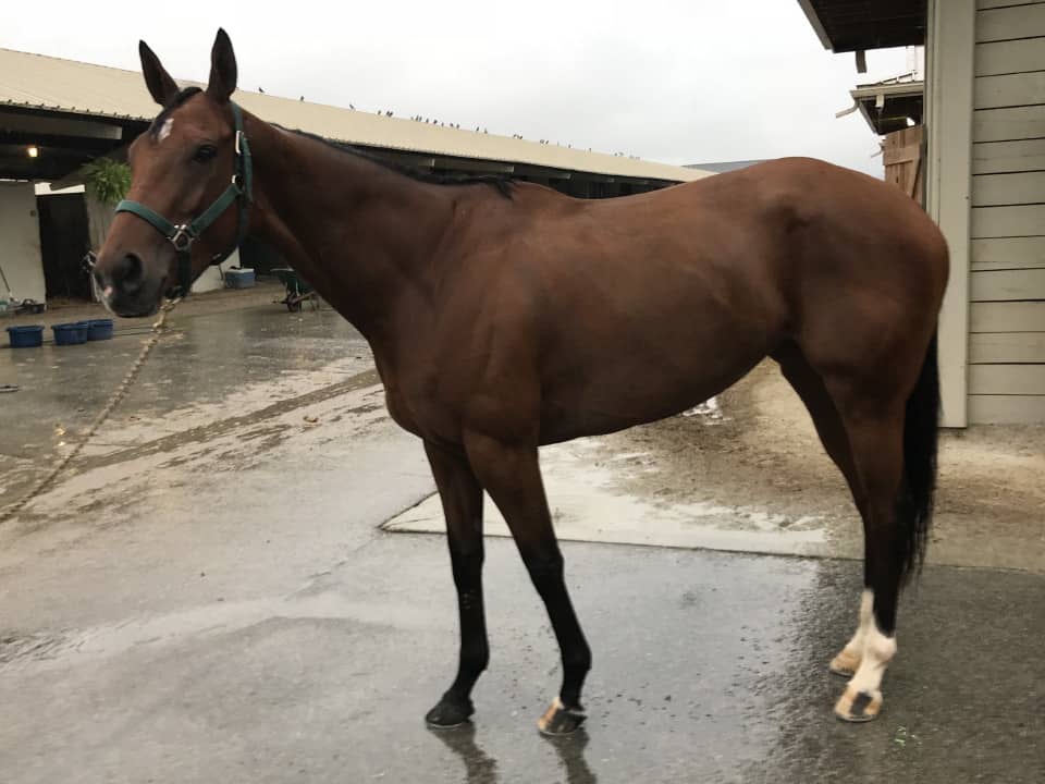 Ranhandle Justice - Thoroughbred Mare For Sale