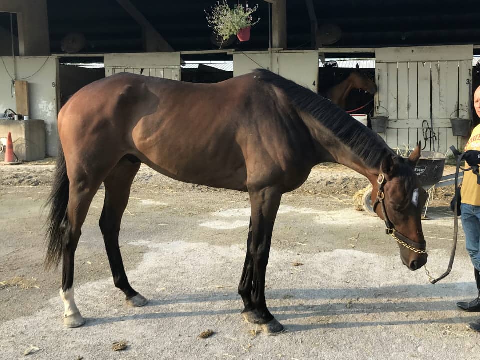 Smarty Kitten - 16.2 hand Thoroughbred Gelding For Sale From Bits & Bytes Farm