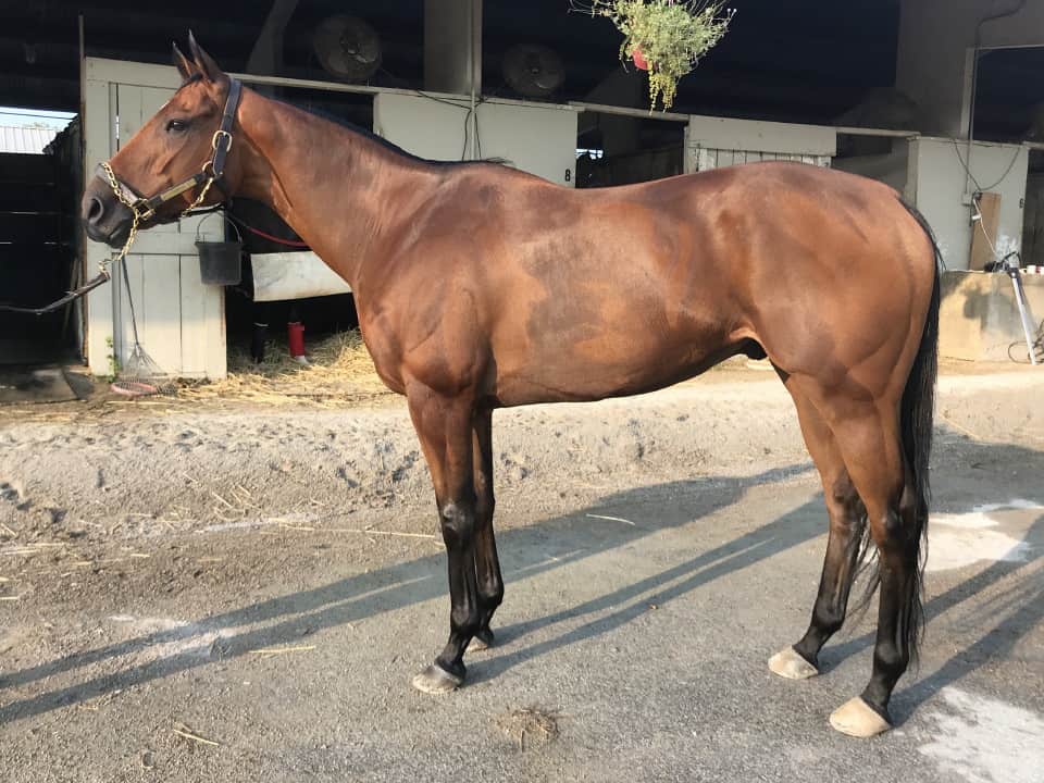 Validated Blarney - Thoroughbred Horse For Sale - Bits & Bytes Farm