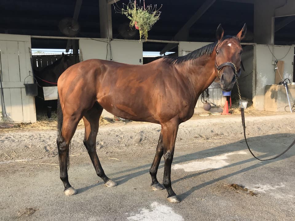 Validated Blarney - Thoroughbred Gelding For Sale - Bits & Bytes Farm