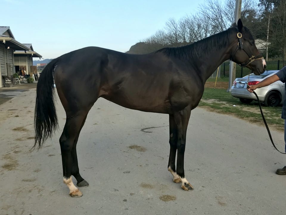 Game of Dreams Thoroughbred Horse For Sale 20181009 001