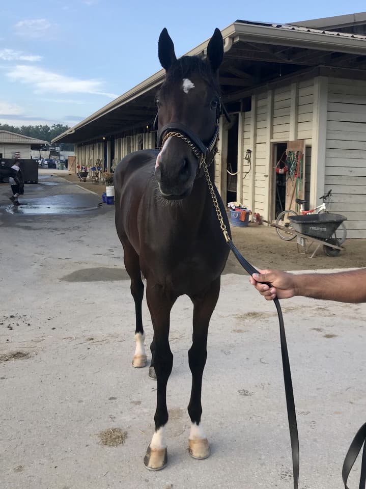 Game of Dreams Thoroughbred Horse For Sale 20181009 002