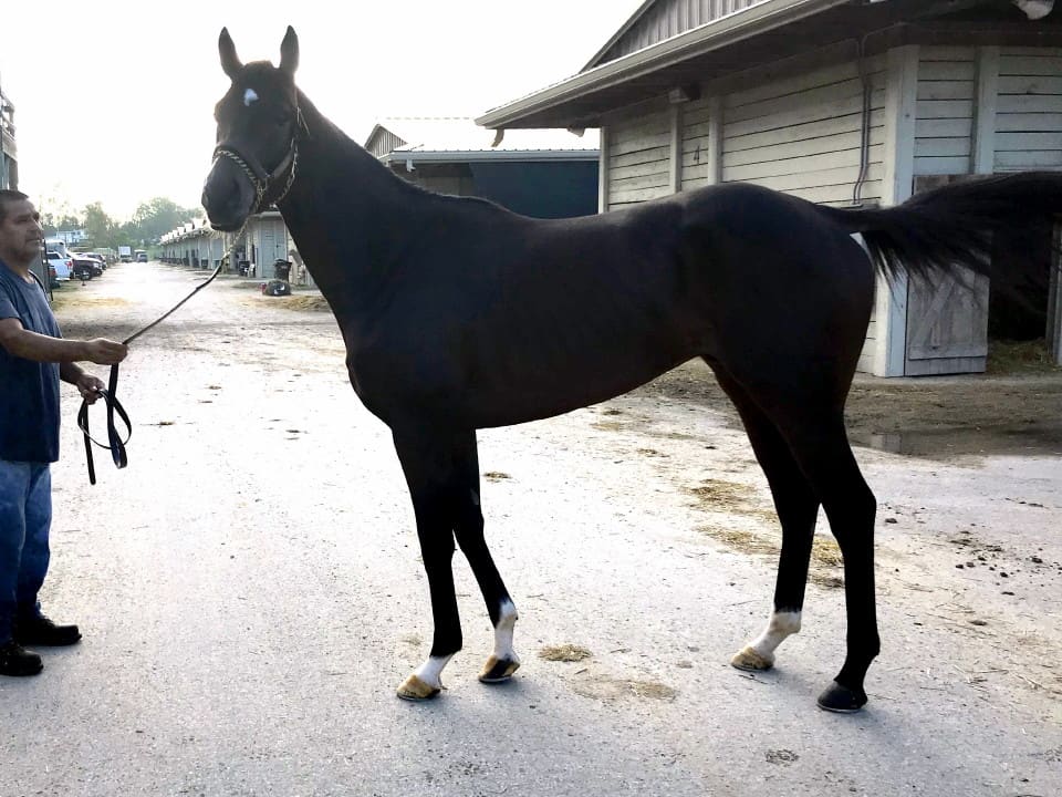 Game of Dreams Thoroughbred Horse For Sale 20181009 004