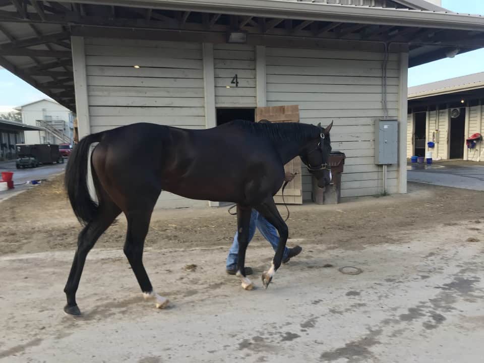 Game of Dreams Thoroughbred Horse For Sale 20181009 007