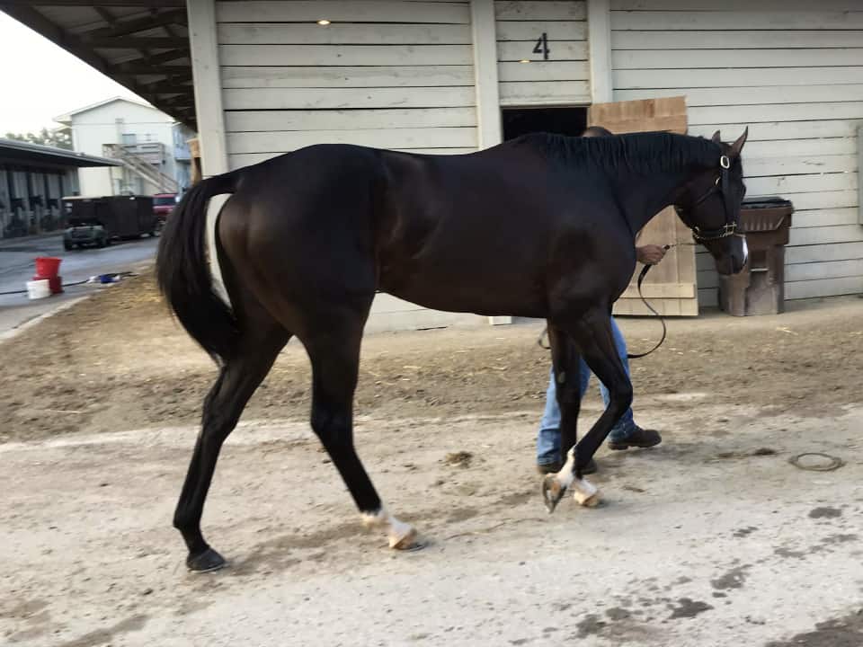 Game of Dreams Thoroughbred Horse For Sale 20181009 008