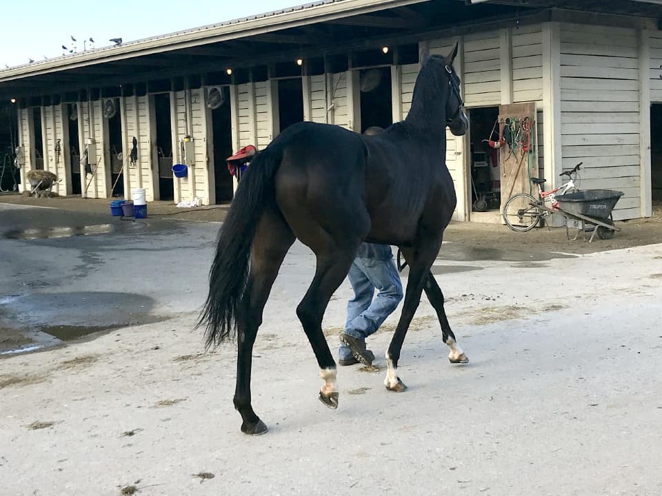 Game of Dreams Thoroughbred Horse For Sale 20181009 009
