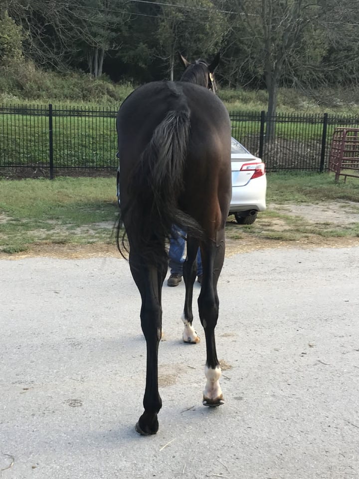 Game of Dreams Thoroughbred Horse For Sale 20181009 011