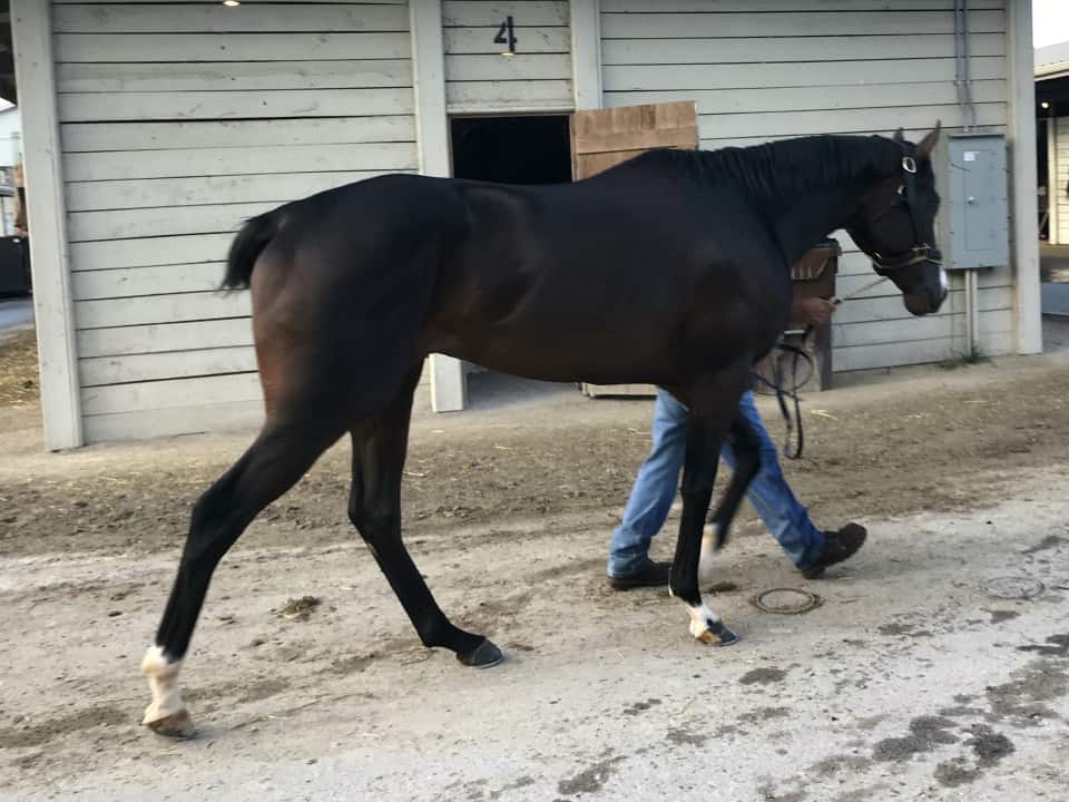 Game of Dreams Thoroughbred Horse For Sale 20181009 013