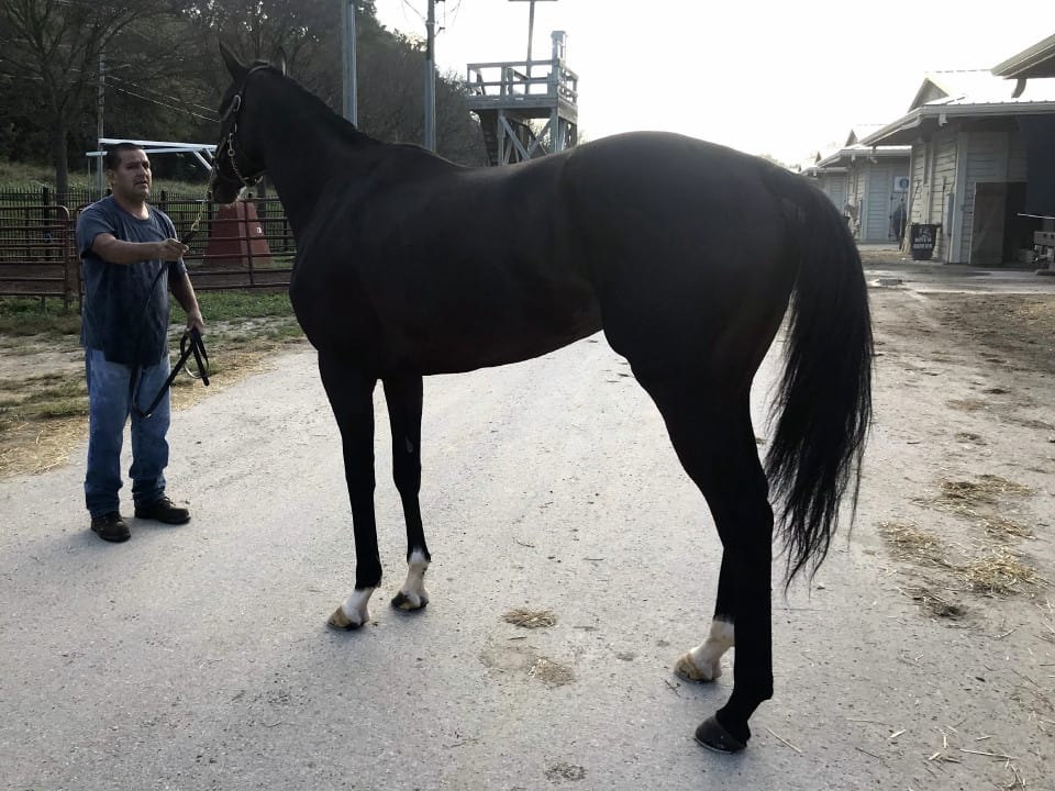Game of Dreams Thoroughbred Horse For Sale 20181009 015